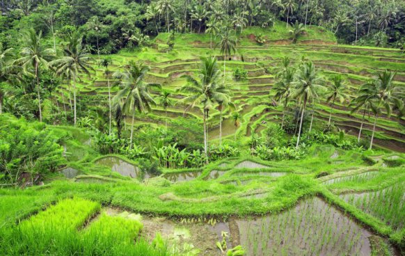 Krásy a kultura ostrova Bali