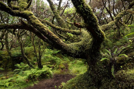 AZORSKÉ OSTROVY FLORES, CORVO A TERCEIRA – padesát odstínů zeleně