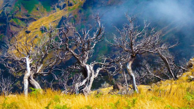 Madeira na Silvestra 