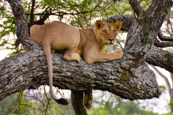 Safari v Tanzanii a exotický Zanzibar