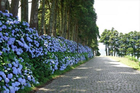 AZORSKÉ OSTROVY FLORES, CORVO A TERCEIRA – padesát odstínů zeleně