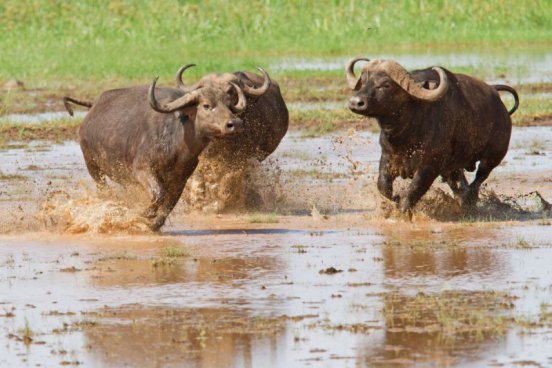 Safari v Tanzanii a exotický Zanzibar