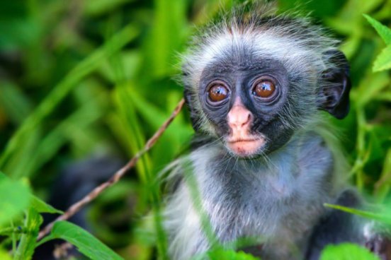 Safari v Tanzanii a exotický Zanzibar