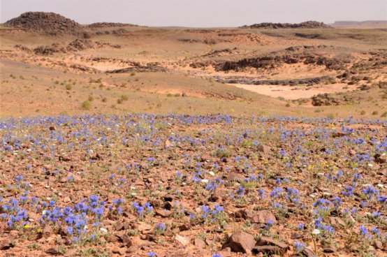 MAROKO - MARRAKÉŠ, FES, ATLAS A SAHARA