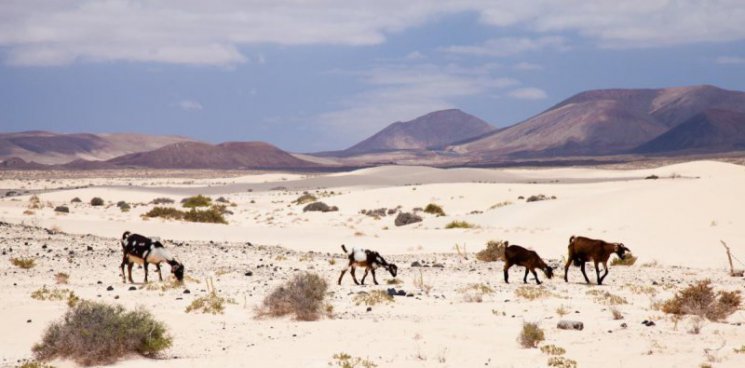 Okouzlující Kanárské ostrovy - Poznejte Lanzarote, Fuerteventuru a Tenerife zblízka