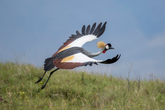 Safari v Tanzanii a exotický Zanzibar