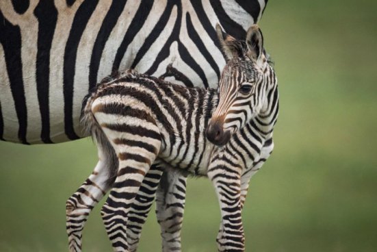 Safari v Tanzanii a exotický Zanzibar