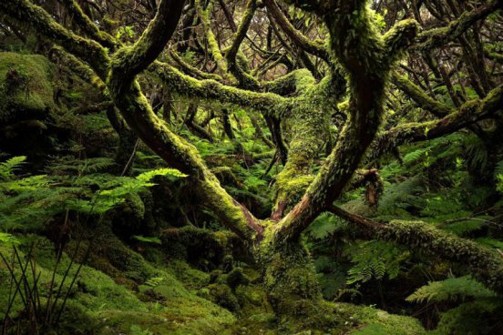 AZORSKÉ OSTROVY FLORES, CORVO A TERCEIRA – padesát odstínů zeleně