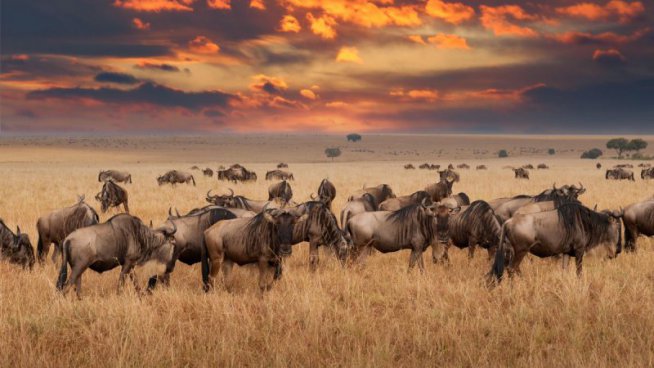 Safari v Tanzanii a exotický Zanzibar