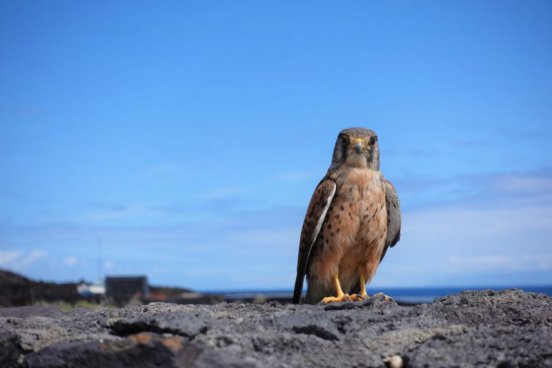 Pěší turistika na ostrově La Palma