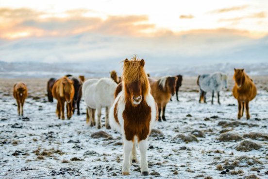 ADVENT V REYKJAVÍKU A ZIMNÍ KRAJINA NA ISLANDU