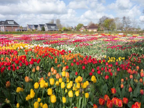 Amsterdam + Zaanse Schans + sýrové trhy