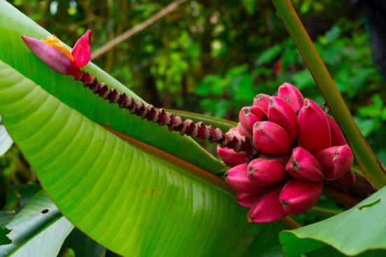 Kostarika a Panama