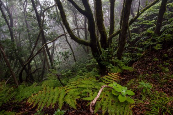 TENERIFE - týden s turistikou a mořem