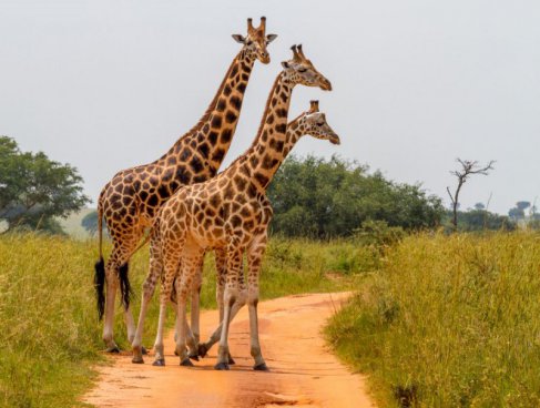 Safari v Tanzanii a exotický Zanzibar