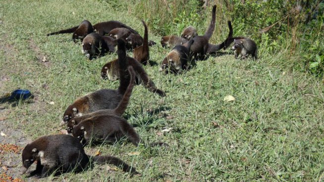 KOSTARIKA - tropická flóra, fauna a sopky