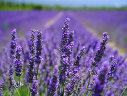 Za levandulí do Provence + kaňon du Verdon