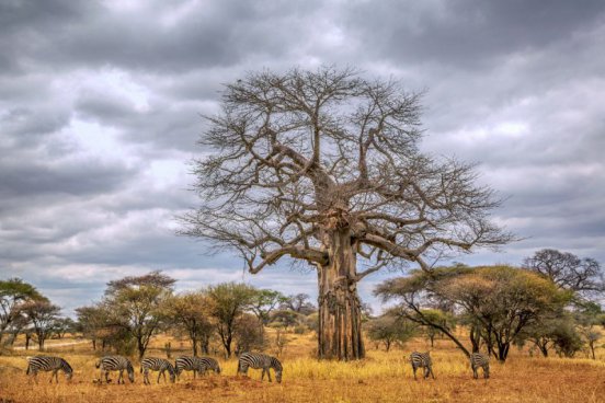 Safari v Tanzanii a exotický Zanzibar