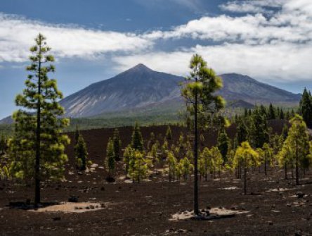 TENERIFE - týden s turistikou a mořem